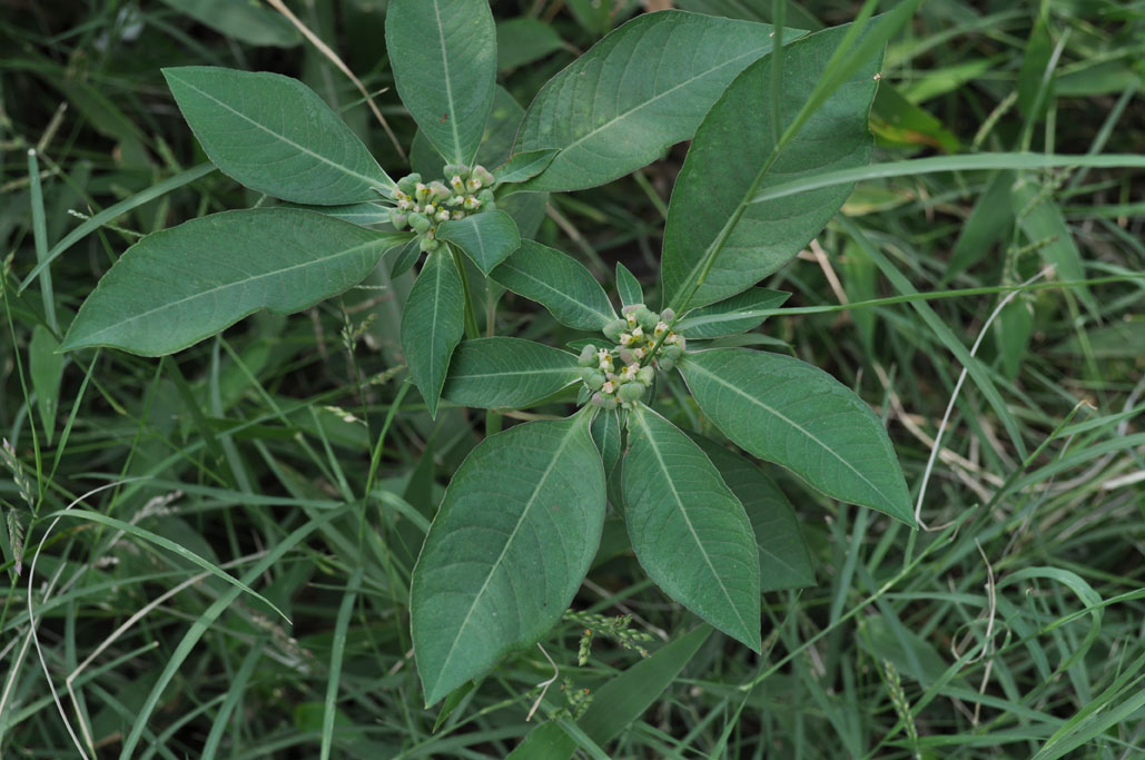 Euphorbia sp